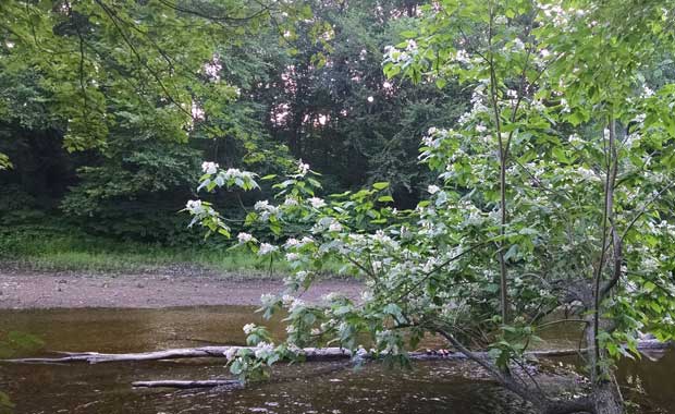 Mill-River-tree-bloom