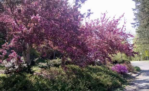 Crabapple-trees-in-bloom